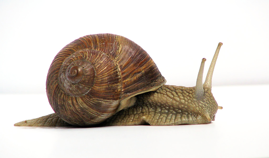 Current lack of volatility in the markets – What to do!