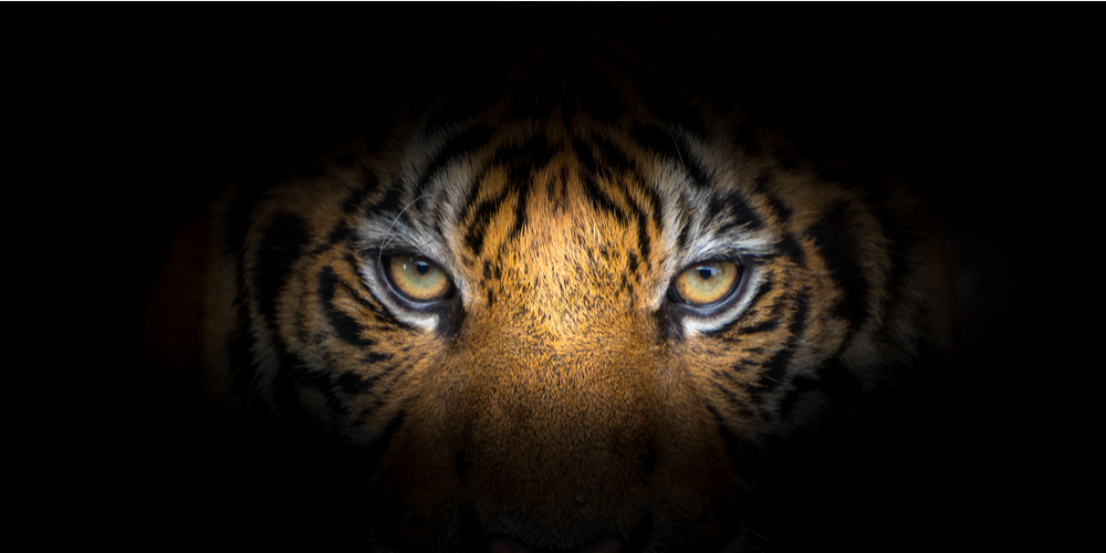 Taming The Risk (& Reward) Tiger – Recording.