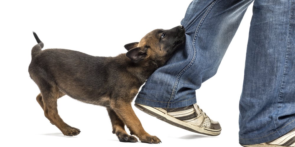 Trading Group Therapy – Goals That Bite